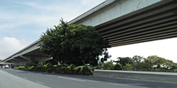 "Palmira" Bridge